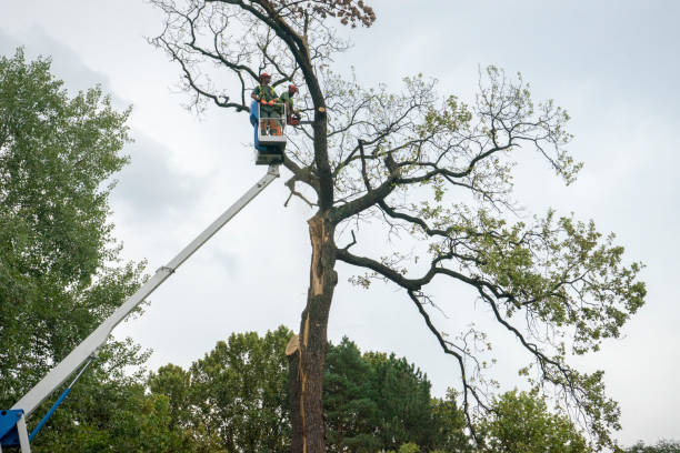 Best Hazardous Tree Removal  in Pocono Ranch Lands, PA